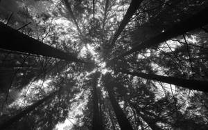Árboles estéticos en blanco y negro vistos desde abajo — Estético blanco y negro Fondos de pantalla