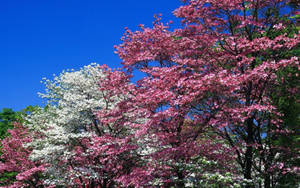 Fondo de pantalla de árboles floridos rosados de primavera