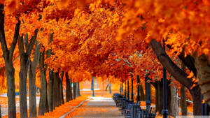 Fondo de pantalla de árboles naranjas en otoño paisaje