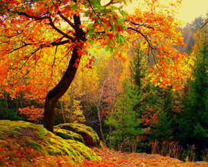 Árboles otoñales con hojas de arce anaranjadas y rojas durante la temporada de caída de hojas en otoño. — Otoño Fondos de pantalla