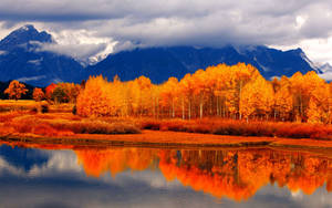 Fondo de pantalla de árboles rojos en temporada de otoño.