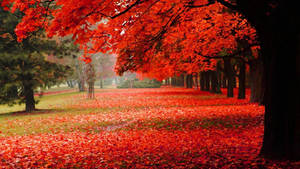 Fondo de pantalla de árboles rojos escénicos durante el otoño