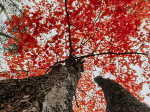 Fondo de pantalla de árboles rojos estética otoñal — Estética otoño Fondos de pantalla