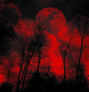Árboles Siniestros con Cielo Rojo — Fondo rojo aesthetic Fondos de pantalla