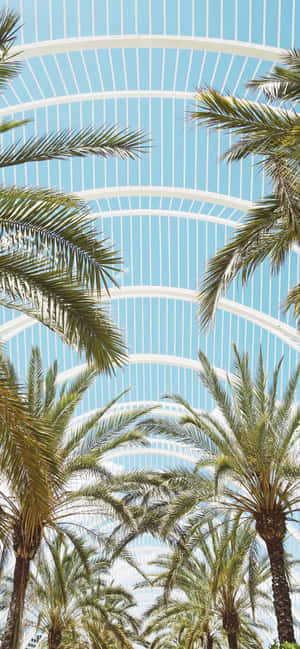 Arquitectura Contemporánea Palmeras — Realme 15T Fondos de pantalla