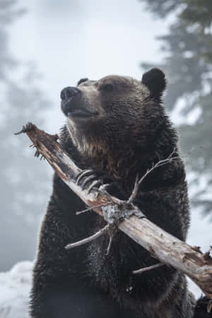 Imágenes de ataque de oso