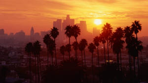 Atardecer de Palmeras en Sunset Boulevard Los Ángeles — Atardecer en el bulevar Fondos de pantalla