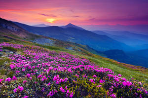 Atardecer púrpura con flores en paisaje 4K