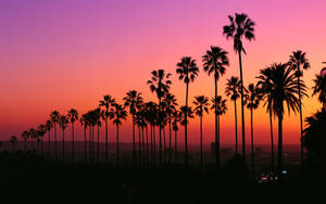 Atardecer vibrante de Los Ángeles fondo de pantalla — Atardecer en el bulevar Fondos de pantalla