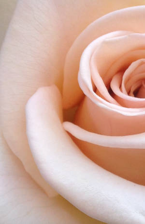 Atractivo de la naturaleza: una impresionante rosa roja vibrante — Estética rosa Fondos de pantalla