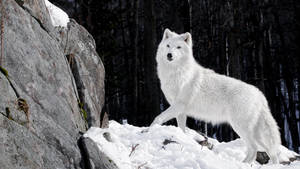 Lobo blanco parado solo sobre una roca cubierta de nieve en un bosque negro.