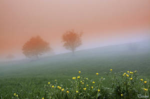 Fondo de pantalla HD de paisaje de niebla primaveral de la naturaleza con árboles | Imagen de fondo