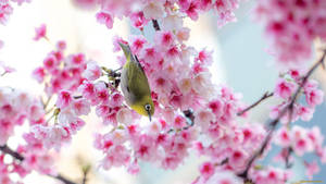 Ave Primaveral de Sakura Tierna