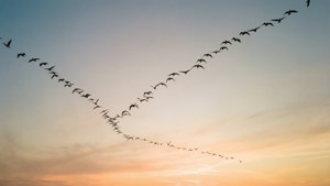 Una bandada de aves en formación de V contra un cielo al atardecer. — Vista del cielo Fondos de pantalla
