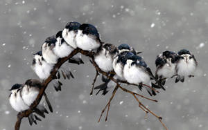 Fondo de pantalla de aves frías en tormenta invernal — Frío Fondos de pantalla