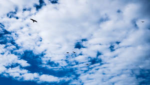 Fondo de pantalla de aves en cielo azul nublado