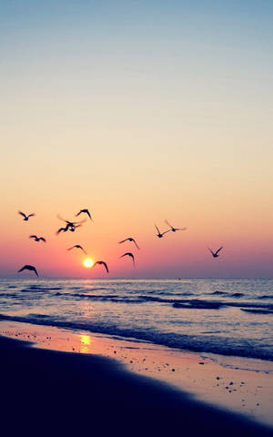 Fondo de pantalla de pájaros volando en la playa durante el atardecer — Atardecer en la playa Fondos de pantalla