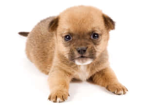 Fotos de cachorros lindos — Cachorro lindo Fondos de pantalla
