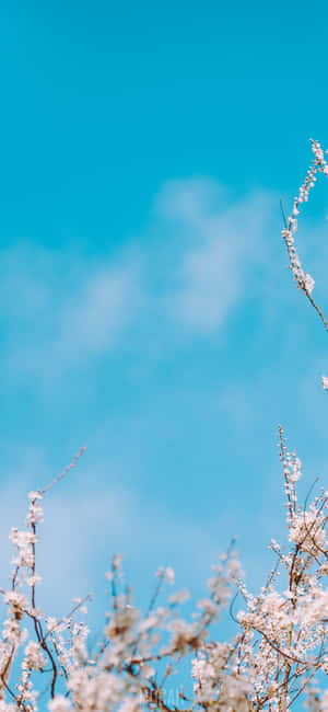 Fondo Azul Bebé Celeste Estético con Flores Blancas — Galaxia A18 Fondos de pantalla