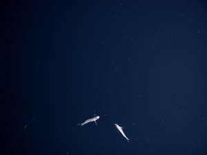 Ballena Estética Azul Oscuro HD — Azul oscuro estético Fondos de pantalla