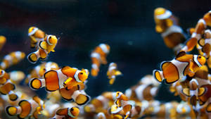 Fondo de pantalla de Banco de Peces Geniales
