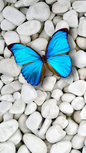 Belleza Alada en Pantalla - Fondo de Pantalla de Mariposa para iPhone