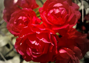 Foto de stock gratuita del amor en floración — Flor de rosa Fondos de pantalla