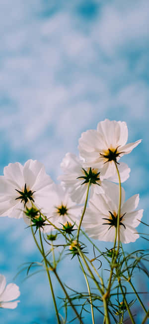 Flores para iPhone — iPhone 15 Plus Fondos de pantalla