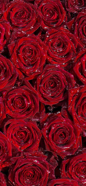 Flor Borgoña — Redmi Note 15 Special Fondos de pantalla