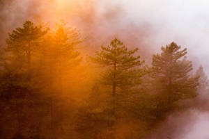Foto gratuita de stock de árboles en el bosque