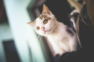 Descarga la foto de stock GRATIS de Gato Blanco en sus Brazos — Gato aesthetic Fondos de pantalla