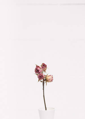 Fondo de pantalla de rosa rosa minimalista — OnePlus Pad 3 Pro Fondos de pantalla