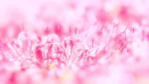 Fondo Rosa Lindo — Lindo rosa Fondos de pantalla