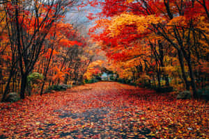 Imágenes de otoño