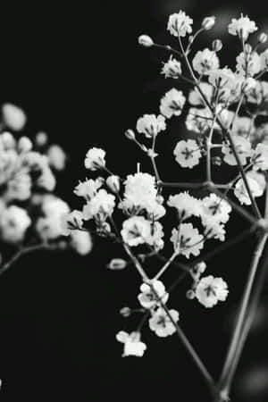 Imágenes estéticas en blanco y negro