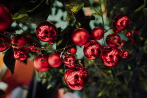 Bolas Navideñas Rojas — Rojo navidad Fondos de pantalla