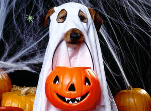 Fondo de pantalla de un perro lindo con disfraz de fantasma de Halloween llevando una canasta de calabaza.