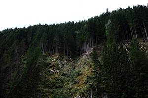 Fondo de pantalla Borde del Bosque en la Montaña — Bosque oscuro Fondos de pantalla
