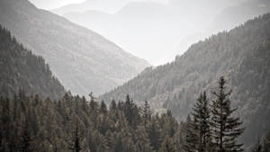 Fondo de pantalla Bosque Brumoso