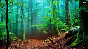 Hojas Caídas Rojas y Bosque Brumoso