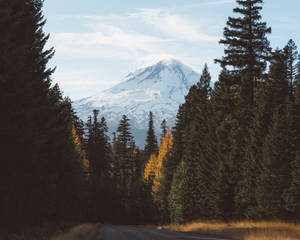 Fondo de pantalla Bosque con Montaña Helada