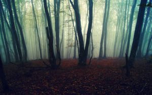 Bosque oscuro y brumoso con hojas caídas