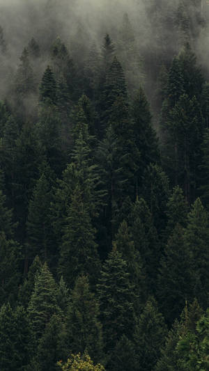Bosque de pinos brumoso para iPhone