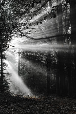 Fondo de pantalla de Bosque en Blanco y Negro