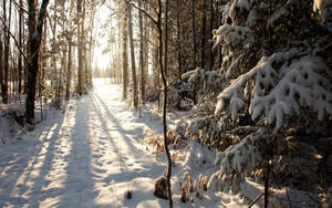Fondo de pantalla Bosque en Invierno
