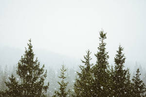 Bosque Neblinoso Nevadas