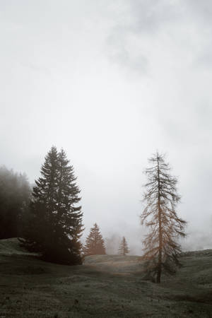 Bosque Neblinoso Oscuro — Bosque brumoso Fondos de pantalla