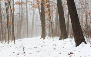 Bosque Neblinoso con Suelo Cubierto de Nieve — Bosque Fondos de pantalla