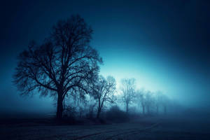Bosque Neblinoso de Noche