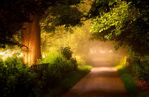Camino Soleado en Bosque Neblinoso